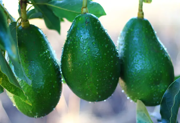 Nutrientes e benefícios do abacate